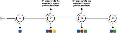 Short and Long-Term Effects of Anesthesia in Octopus maya (Cephalopoda, Octopodidae) Juveniles